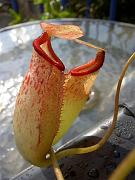 Nepenthes sibuyanensis x (x trusmadiensis)